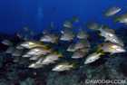 Schooling Grunts