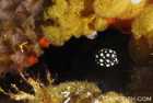 Teensy Juvenile Trunkfish