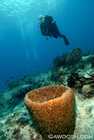 Doc Vikingo Contemplates Perfect Barrel Sponge