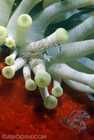 Spotted Cleaner Shrimp on Anemone