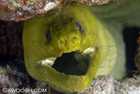 Bigass Green Moray Eel