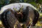 Giant Hermit Crab in Conch Shell