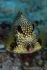 Smooth Trunkfish