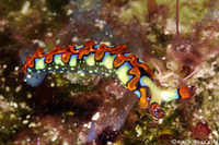 Thuridilla picta nudibranch

