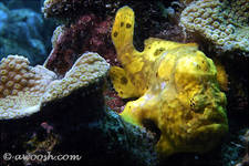 Highlight for Album: Cura�ao - Underwater - November 2004