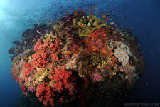 Highlight for Album: Fiji-2011 - Diving From the N'aia Live Aboard