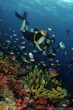 Highlight for Album: Fiji-2011-Wananavu