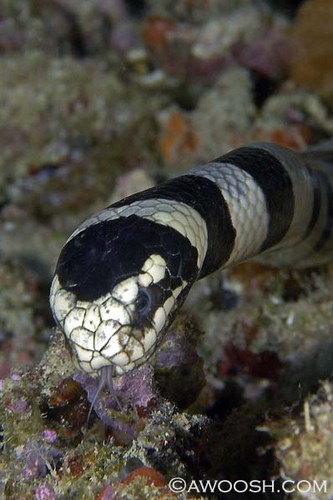 Banded Coral Sea Snake