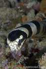 Banded Coral Sea Snake