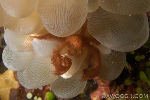 Orangatan Crab in Bubble Coral