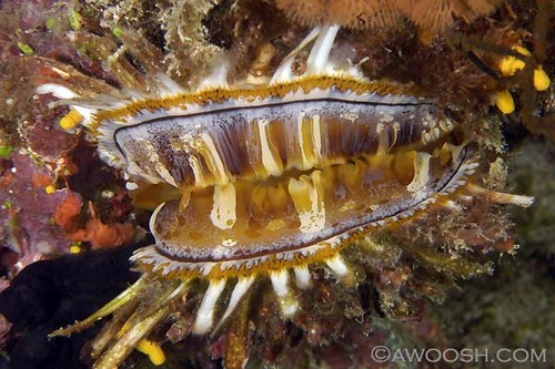 Sea Scallop