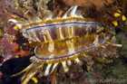 Sea Scallop