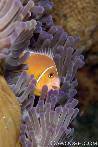 Singing Anenome Fish
