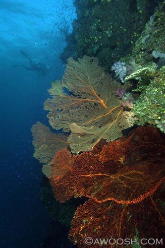 Wide Angle Reef