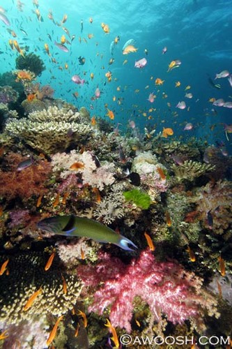 Wide Angle Reef