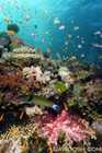 Wide Angle Reef