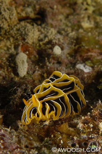 Fijian Nudibranch