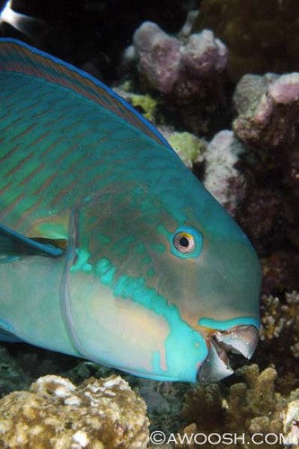 Parrotfish