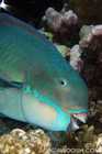 Parrotfish