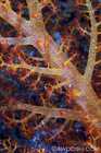 Soft Coral Macro