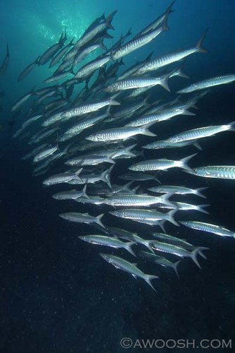 Barracuda