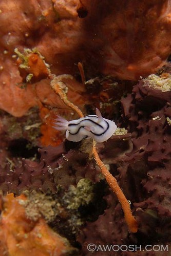 Fiji Nudibranch