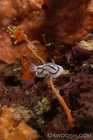 Fiji Nudibranch
