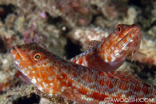 Pair of Lizardfish