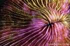 Unidentified Mollusk