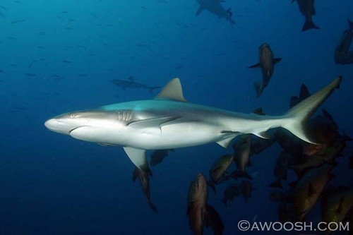 Reef Shark Feed