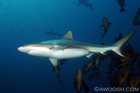 Reef Shark Feed