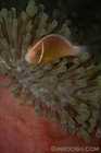Anemonefish