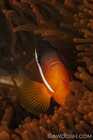 Tomato Anenomefish