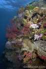 Wide Angle Reef