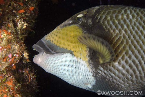 Munching Triggerfish