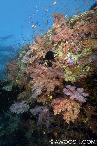 Wide Angle Reef