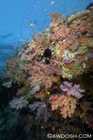 Wide Angle Reef