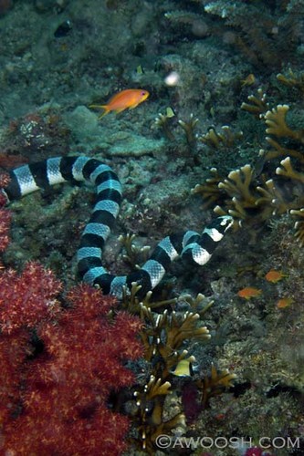 Banded Coral Sea Snake on the Hunt