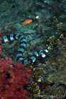 Banded Coral Sea Snake on the Hunt