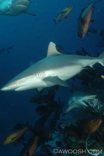 Shark Feed
