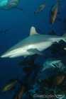 Shark Feed