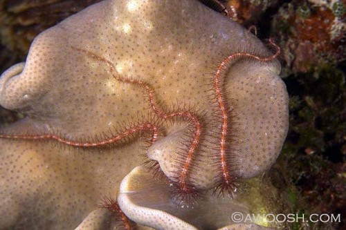 Brittlestar on Coral