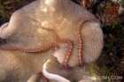 Brittlestar on Coral