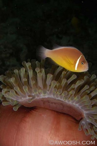 Anemonefish