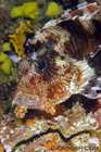 Scorpionfish