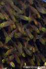 Schooling Sweepers
