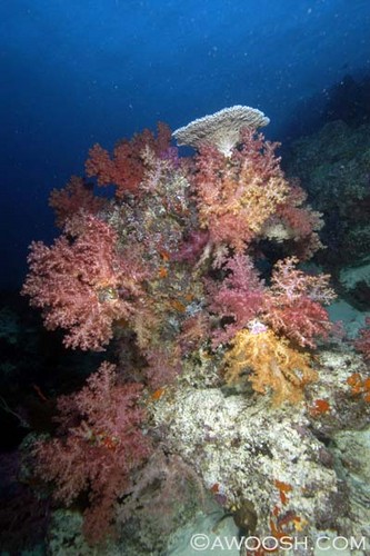 Wide Angle Reef