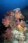 Wide Angle Reef