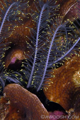 Coral Abstract
