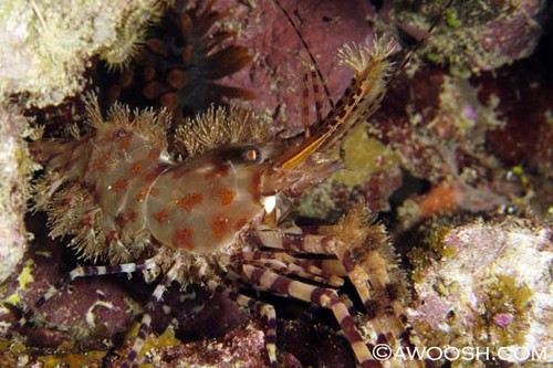 Unidentified Crustacean